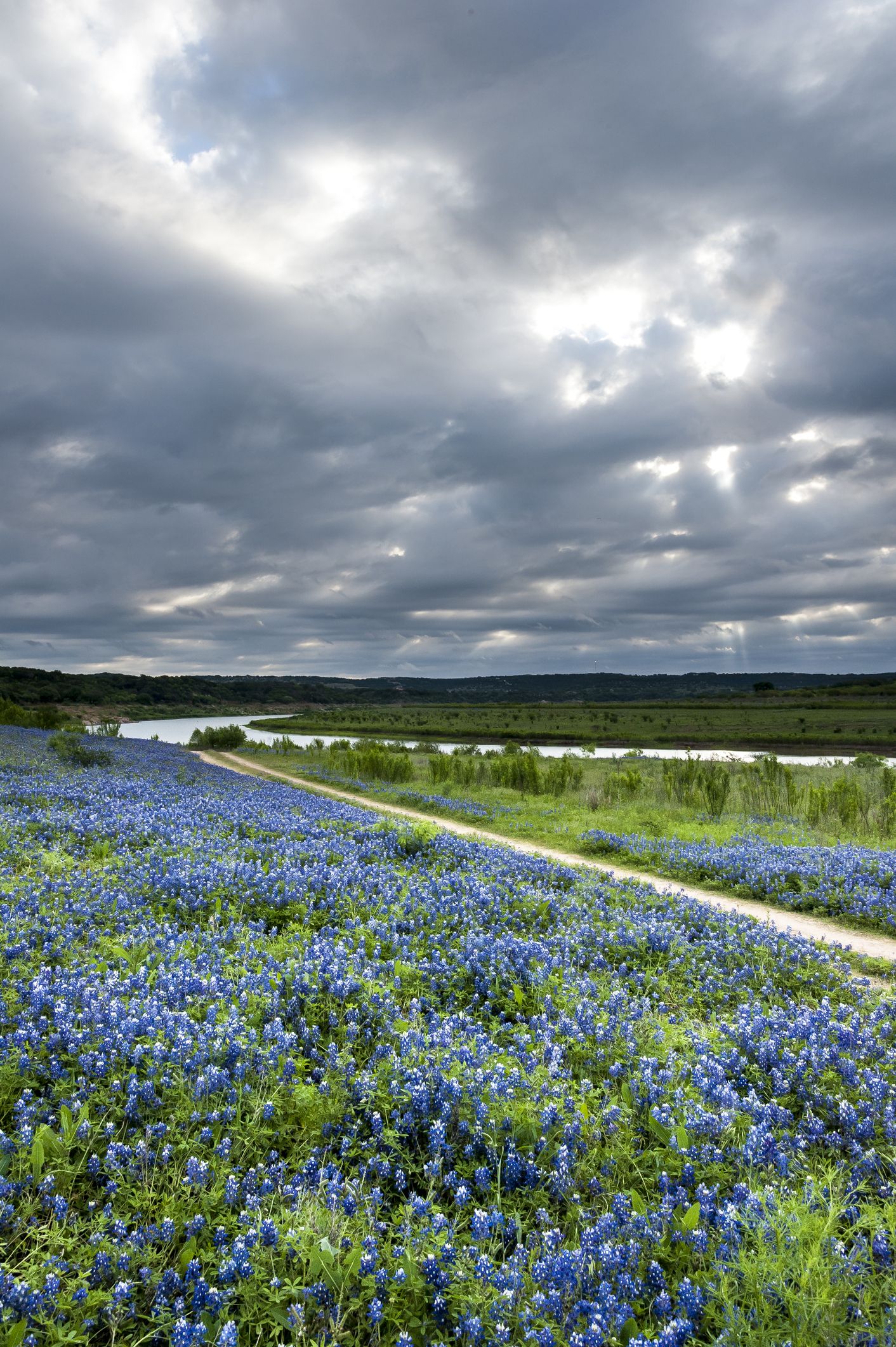https://hips.hearstapps.com/hmg-prod.s3.amazonaws.com/images/field-of-texas-bluebonnet-wildflowers-royalty-free-image-1580311943.jpg?crop=1xw:1xh;center,top