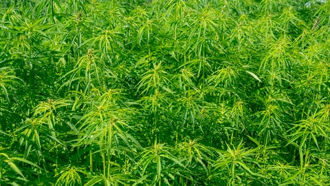 what is CBD Field with industrial hemp plants