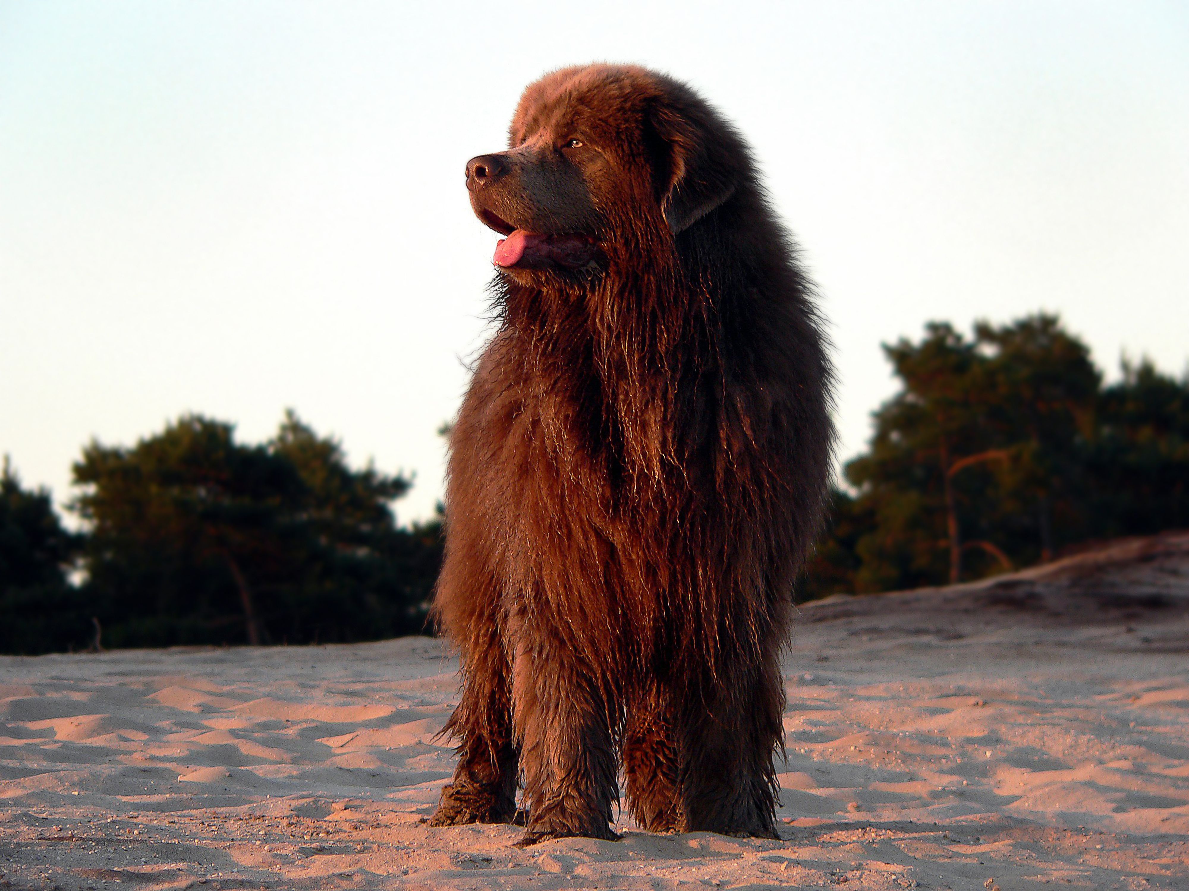 大人しくてのんびりとした性格の犬種8