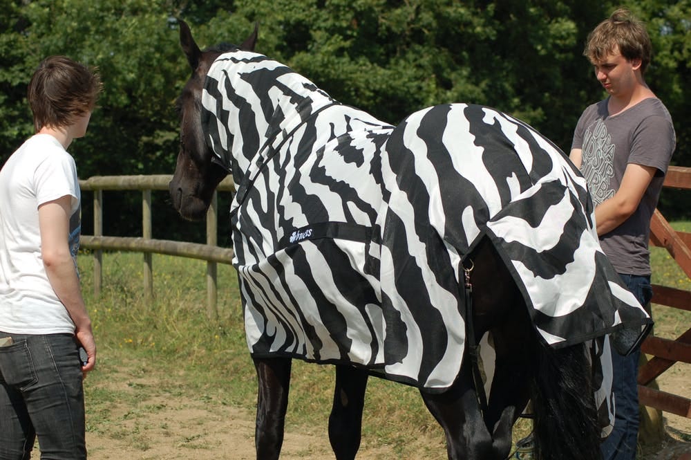 Scientists Dressed Horses as Zebras to Learn What Stripes Are For