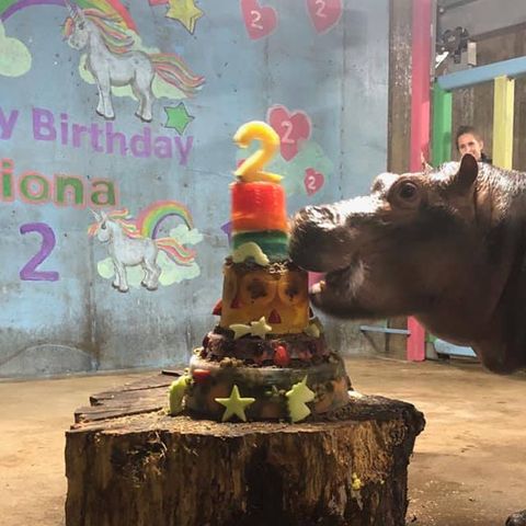 Fiona The Hippo Birthday Cake