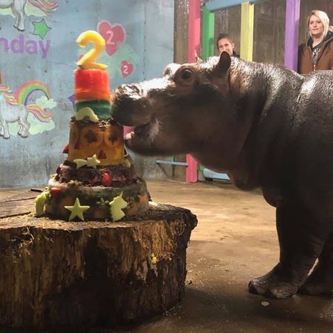 Fiona The Hippo Celebrates Her 2nd Birthday With A Beautiful Towering Cake - Delish.com