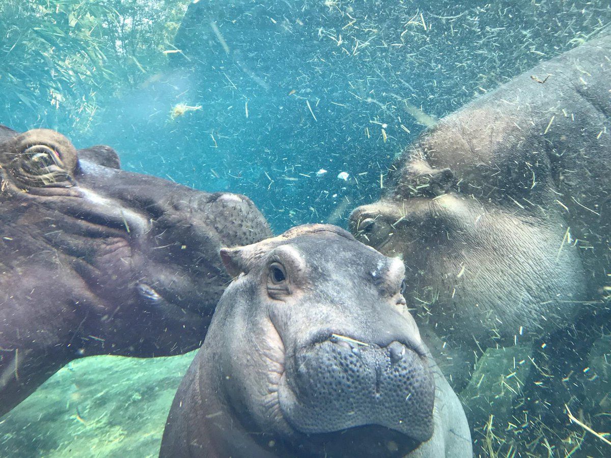 Baby Hippo Superstar Fiona Posed For Her First Family Portraits