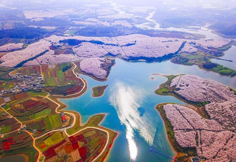 the jaw dropping drone footage of china s cherry blossoms