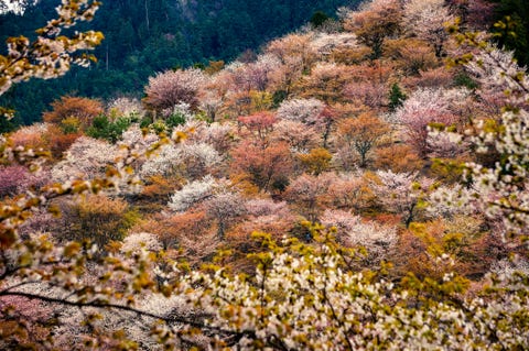 ciliegi in fiore a Yoshimo ciliegi in fiore a Yoshimo