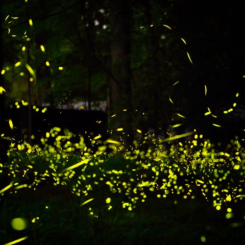 fireflies in forest in tennessee