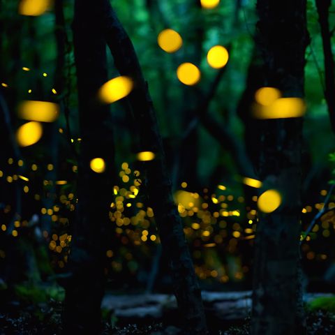 fireflies in the summer at the fairy forest