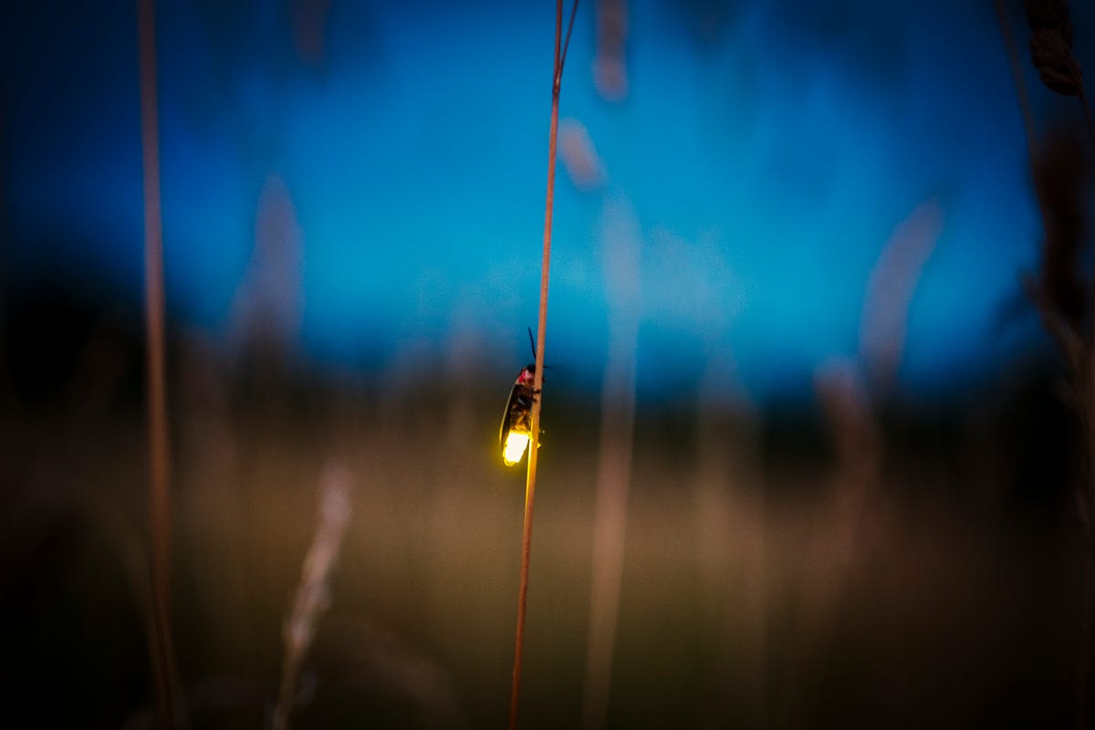 why-do-fireflies-glow-how-fireflies-produce-bioluminescence