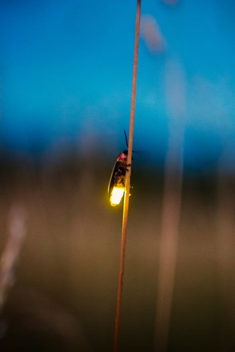 Firefly blurred flying at dusk while lighting up