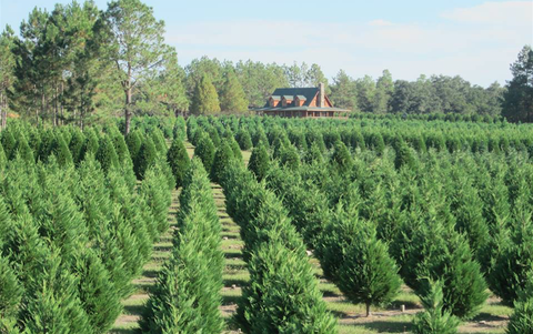 30 Best Christmas Tree Farms - Christmas Tree Farms Near Me- relaxmeong.info