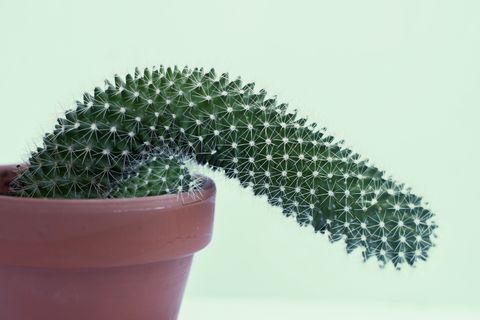 flaccid cactus