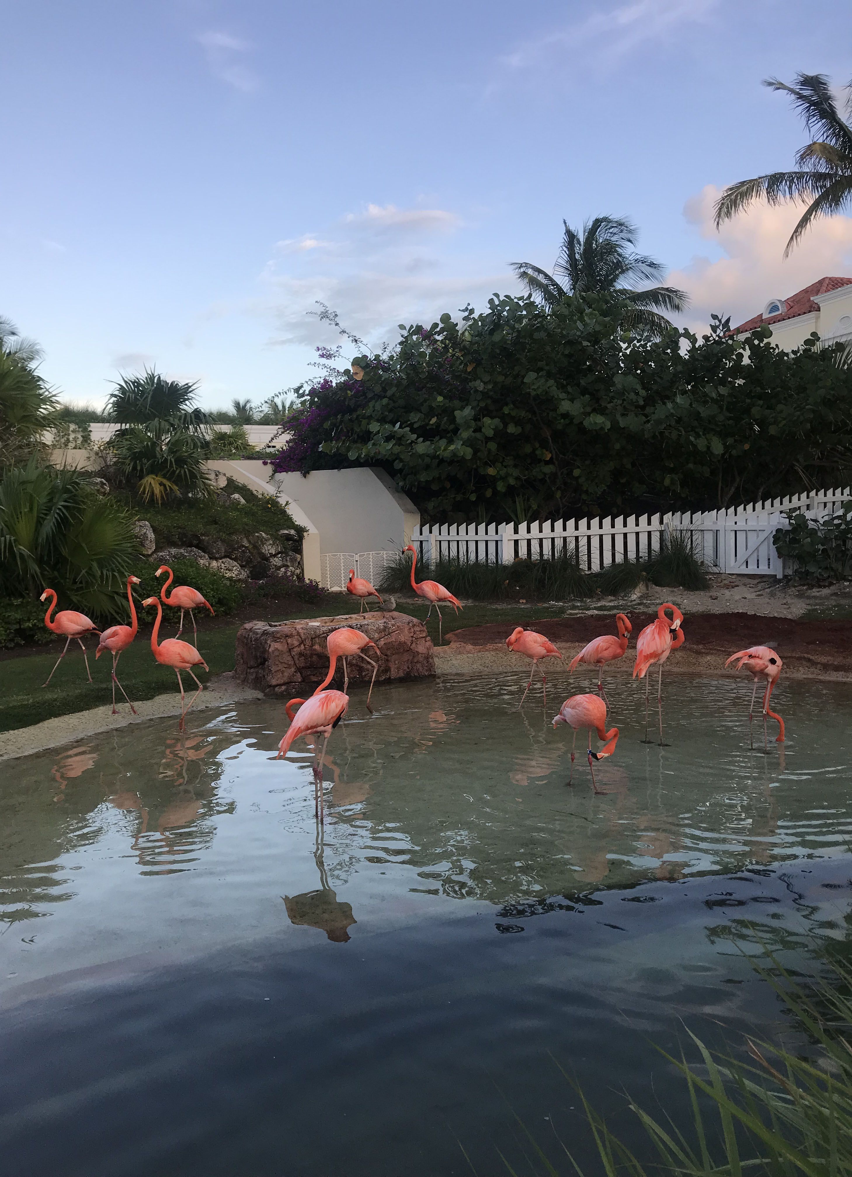 Flamingo Pose Instagram Trend - How To Pose For Photo