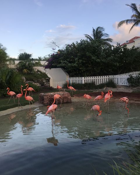 Flamingo Pose Instagram Trend How To Pose For Photo
