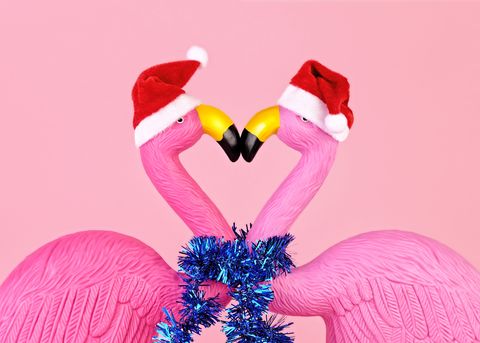 Flamingos in Santa hats