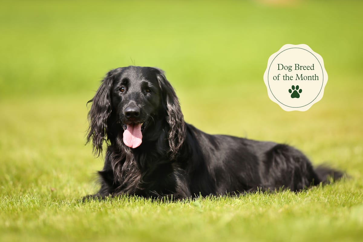 Flat-Coated Retrievers: 5 fascinating facts about this friendly dog breed