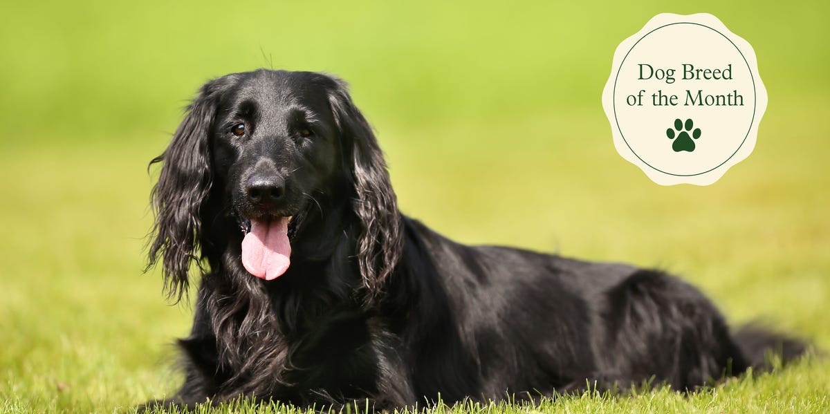 Flat-Coated Retrievers: 5 fascinating facts about this friendly dog breed