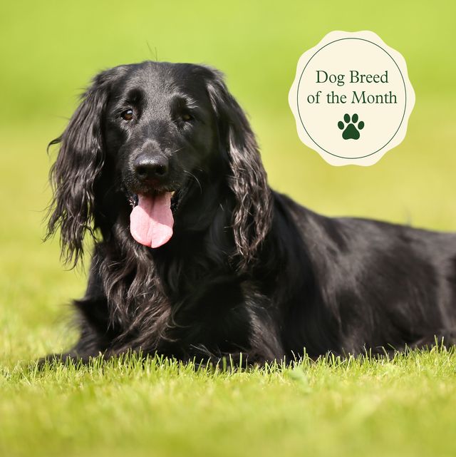 purebred black flat coated retriever dog outdoors on a sunny day