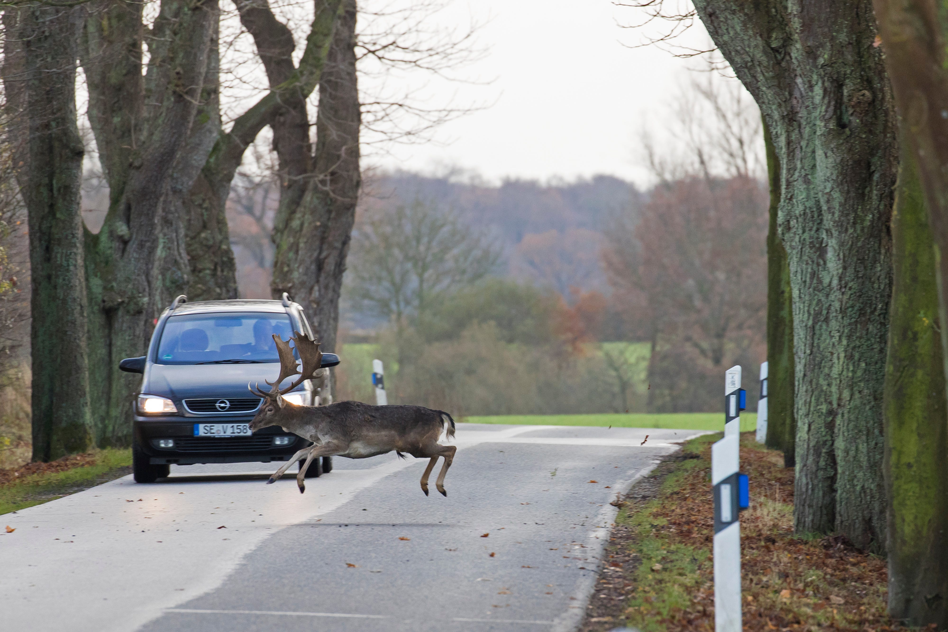 Young Minds Develop a New Technology to Prevent Roadkill