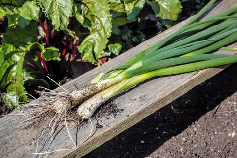 Fall Garden Vegetables