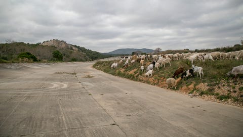 Caballo terramer ronda para conseguir el lavado de cara