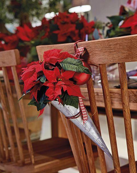 flor de pascua o possenttia en adornos de cucurucho para vestir la mesa de navidad