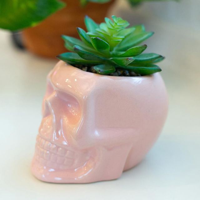 flora bunda sugar skull succulent
