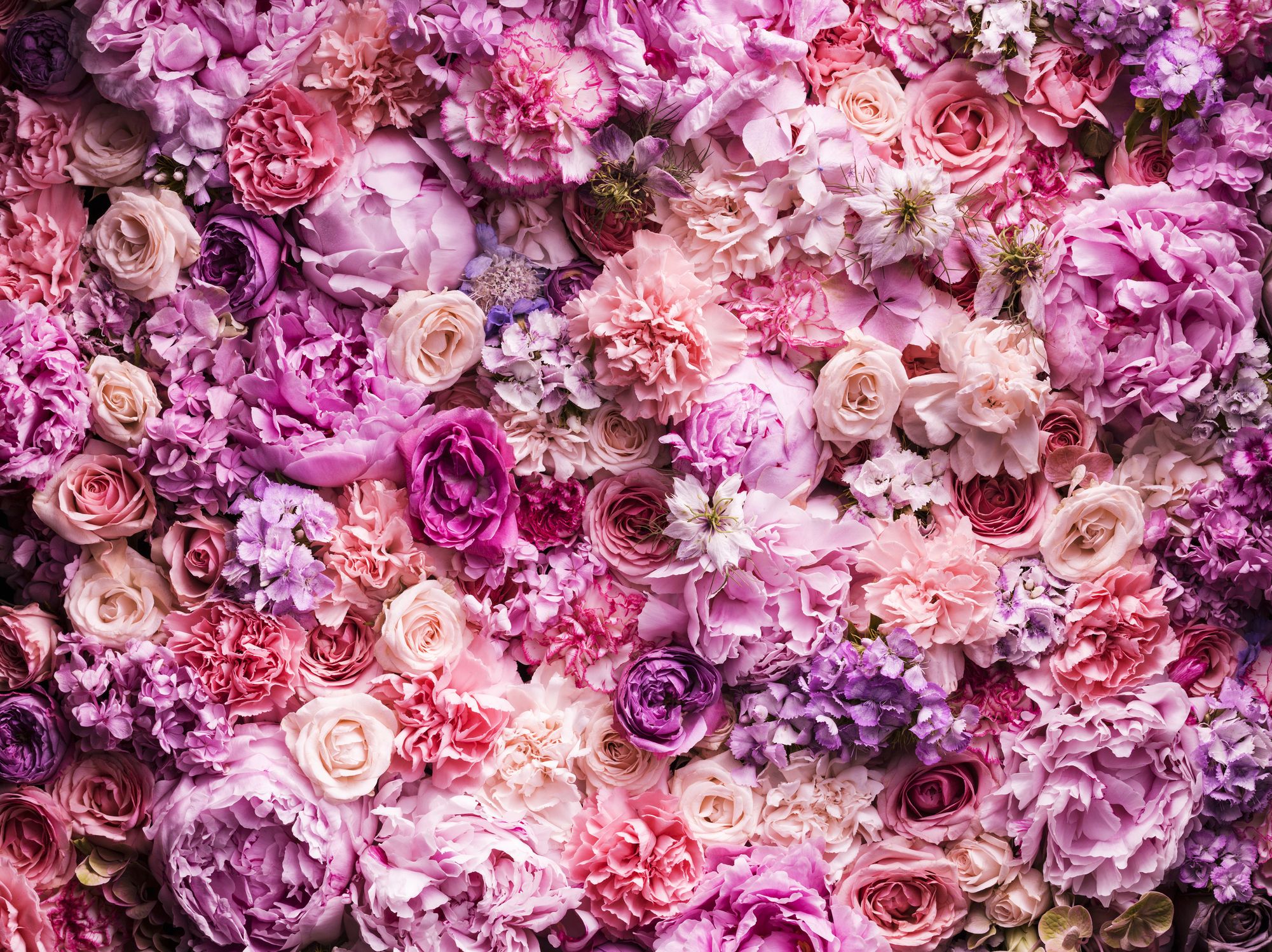 Descubre las flores más buscadas, raras y caras del mundo