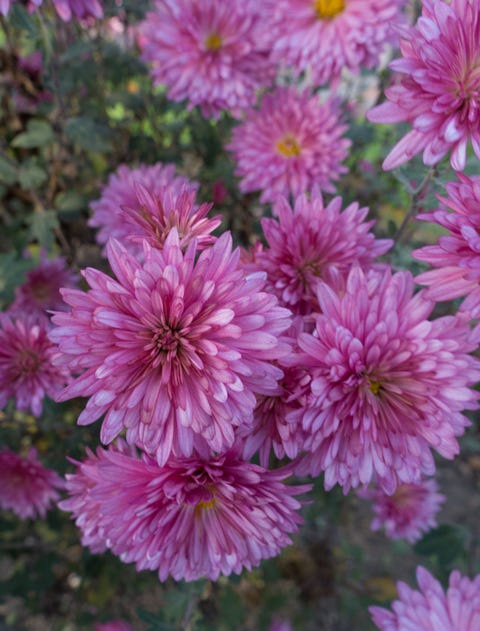 pix Plant With Purple Daisy Like Flowers 25 colorful types of daisies daisy