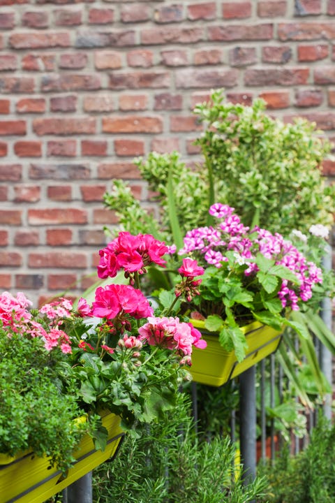 flower boxes with blossoming summer flowers and rosemary on balcony