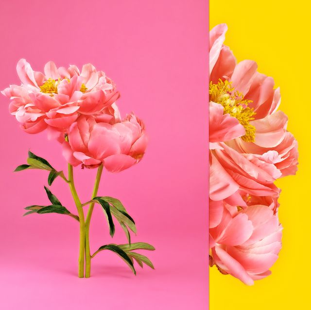 flower meanings  pink and yellow flower composite