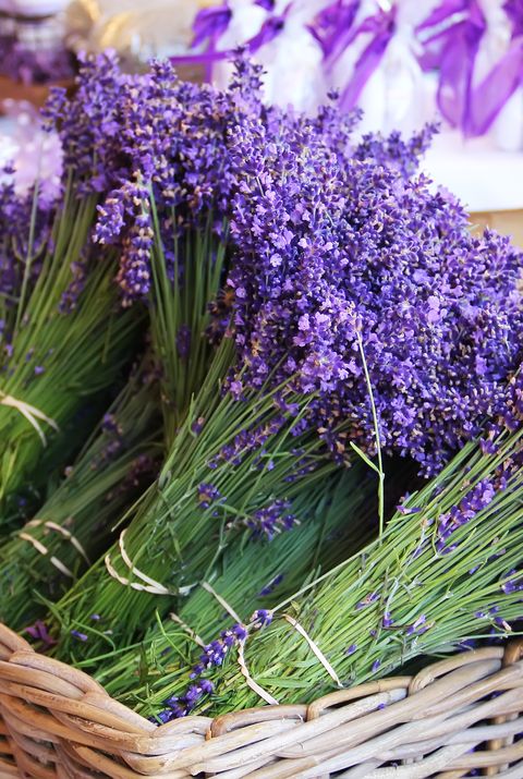 flower meanings  lavender