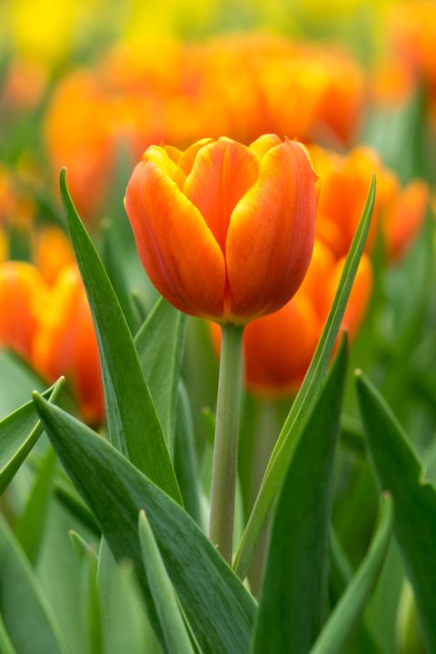 tulipanes naranjas significado flores