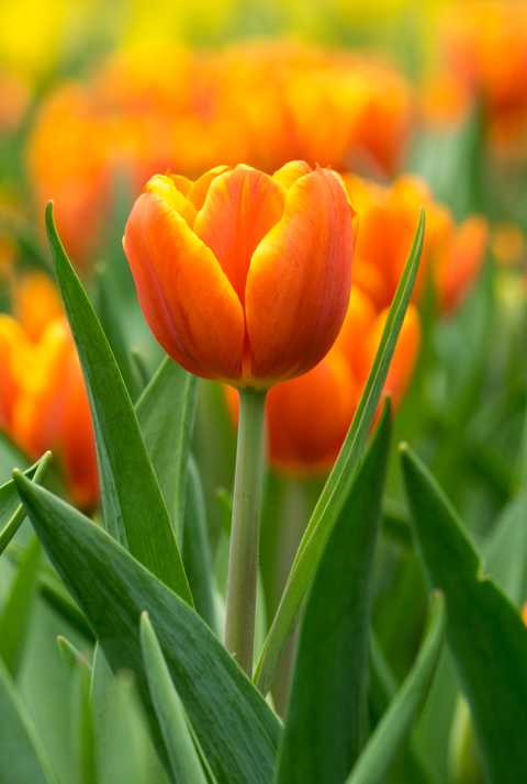 flower meanings, close up of flowerbed with orange tulips