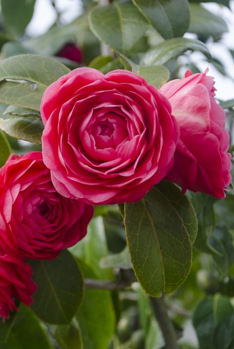 flower meanings, red camellia flowers with leaves