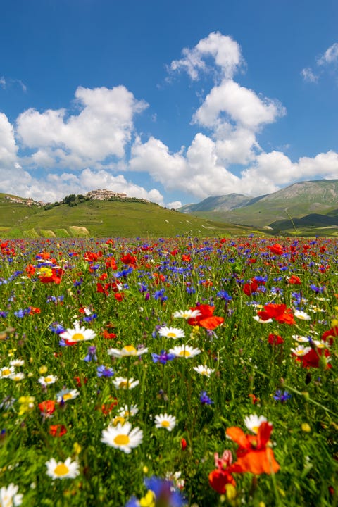 Flowering at Castelluccio di Norcia, Umbria, Italy