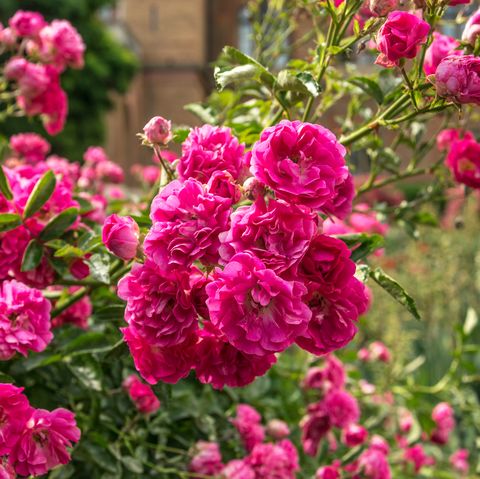 Flowering pink roses and alleys in an old English park