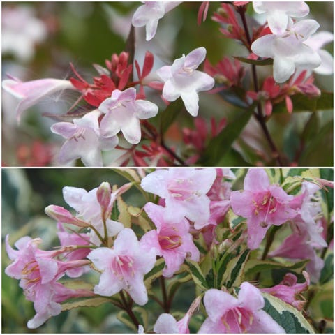 22 Best Flowering Shrubs For Every Season 22 Best Flowering Shrubs For Every Season