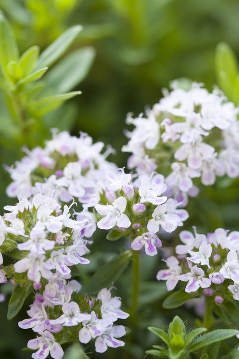 22 Best Ground Cover Plants Low, Ground Cover White Flowers