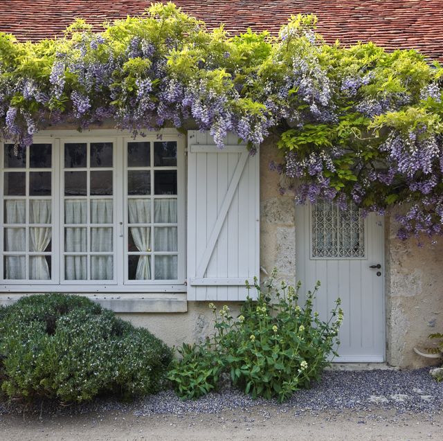20 Best Flowering Vines And Vine Plants Best Wall Climbing Vines
