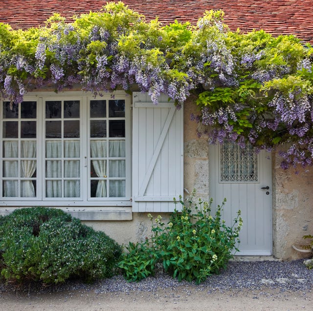 Wisteria Planting Ideas