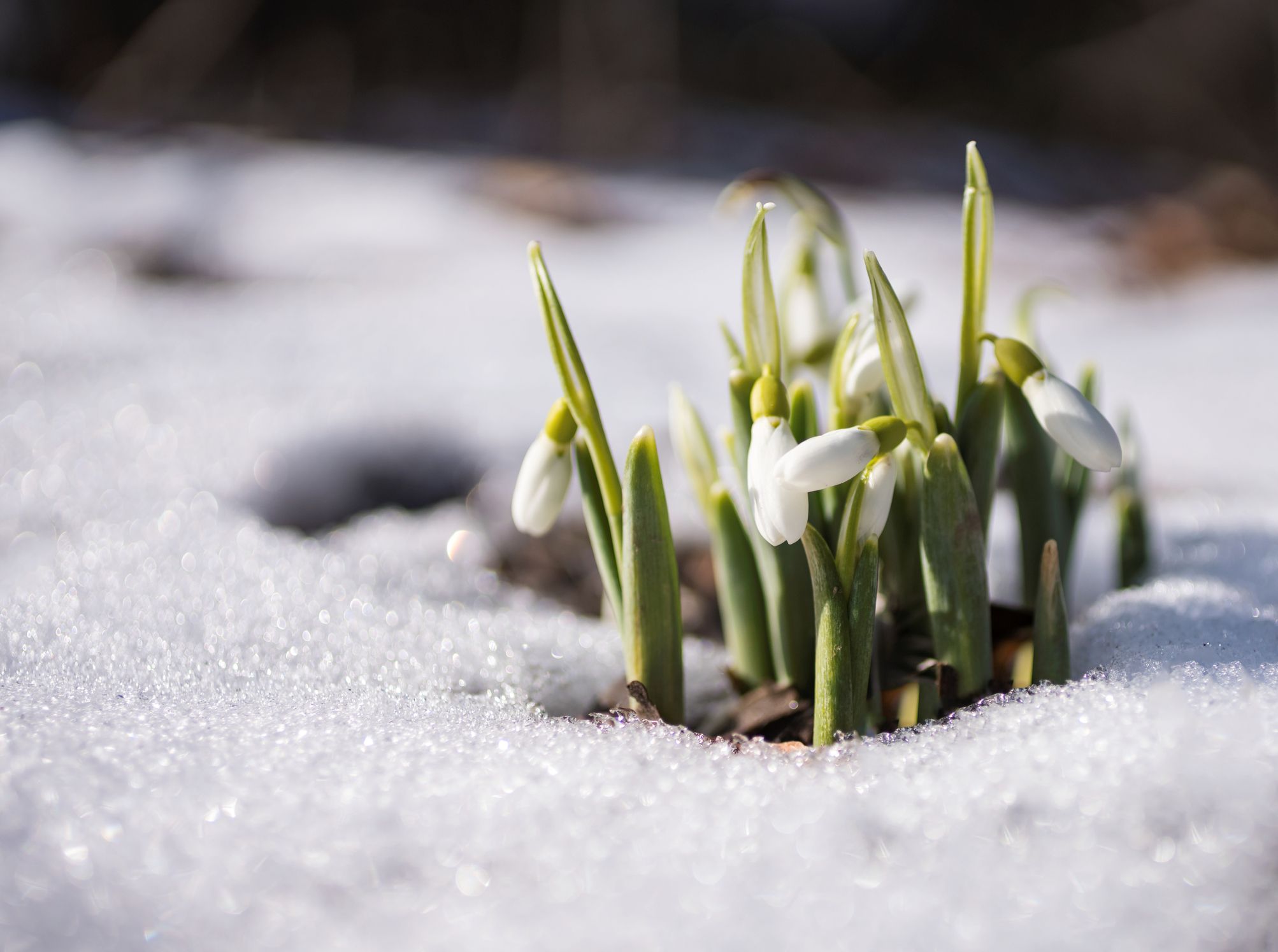 thrive meaning in snow