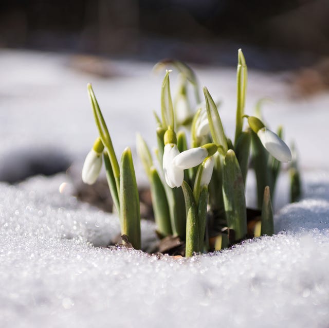 15 Best Plants That Bloom In Winter Flowers That Develop In The Cold