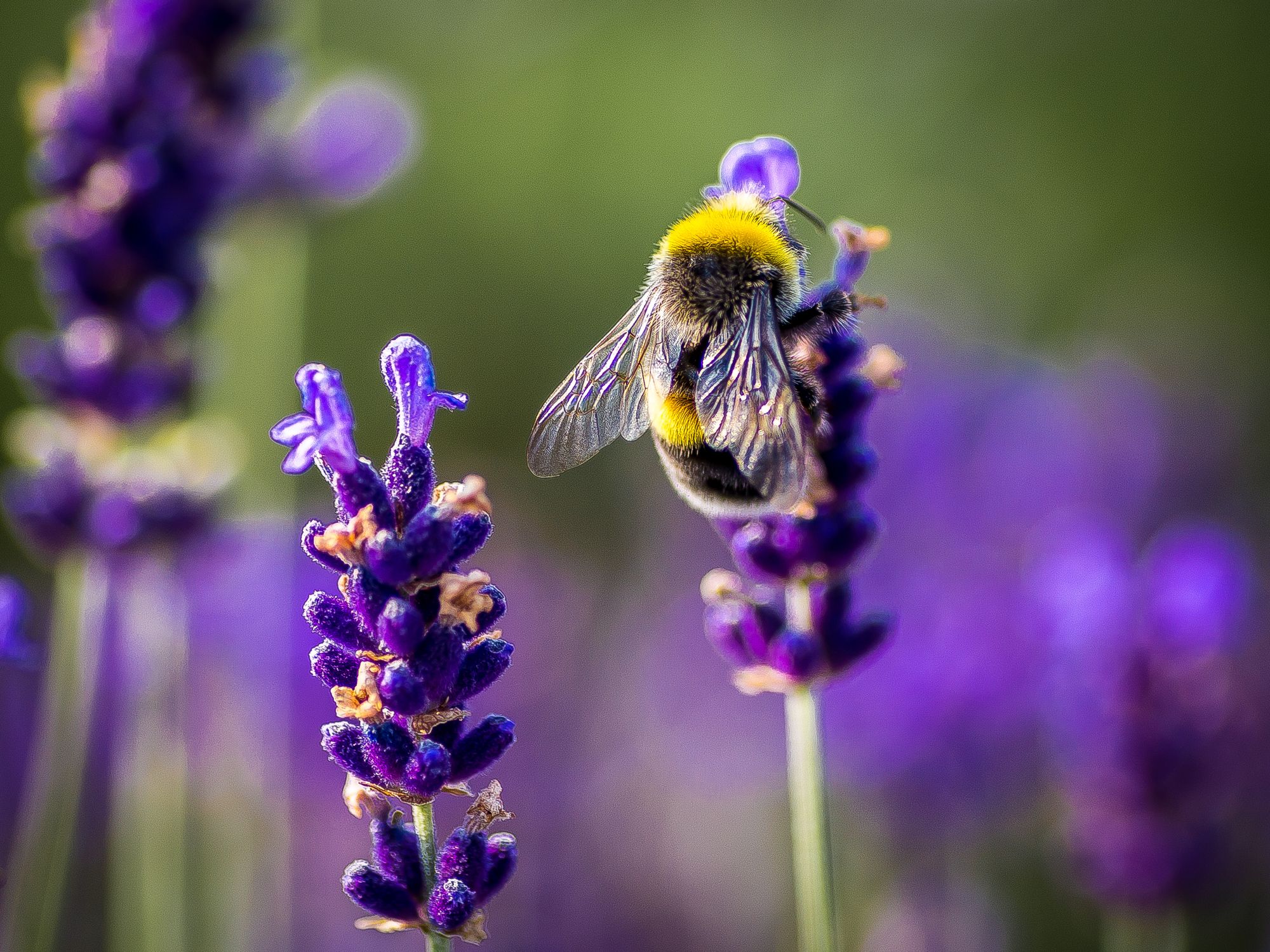 The best flowers for bees from spring through to autumn Flipboard