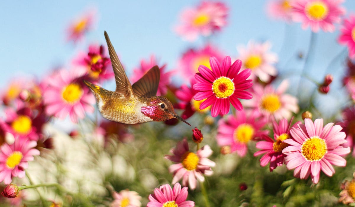 Plant These Gorgeous Flowers to Attract Hummingbirds