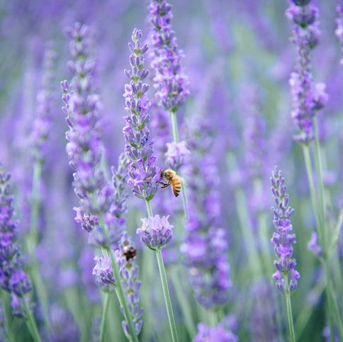 Flowering Plants That Attract Bees Pollinator Friendly Plants
