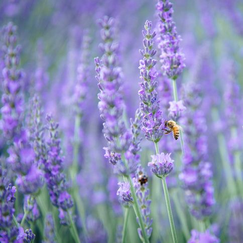 20 Flowering Plants That Attract Bees Pollinator Friendly Plants