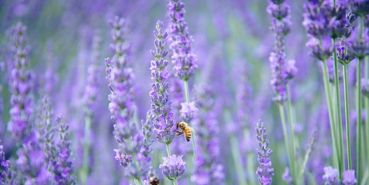 20 Flowering Plants That Attract Bees - Pollinator-friendly Plants