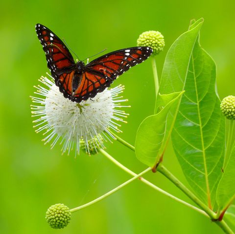 Download 29 Flowers That Attract Butterflies Garden Plants That Attract Pollinators