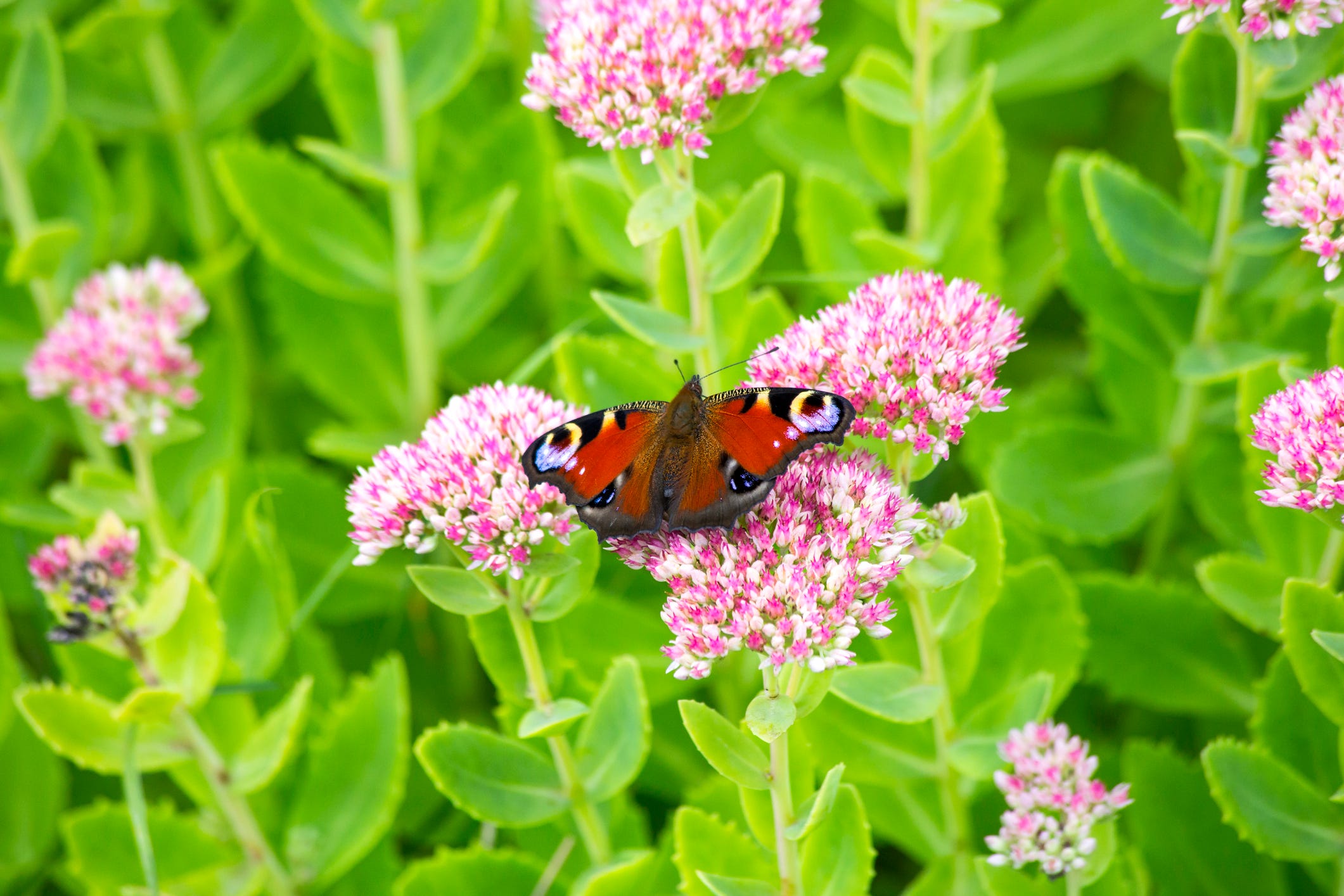 29 Flowers That Are Sure to Attract Butterflies to Your Yard