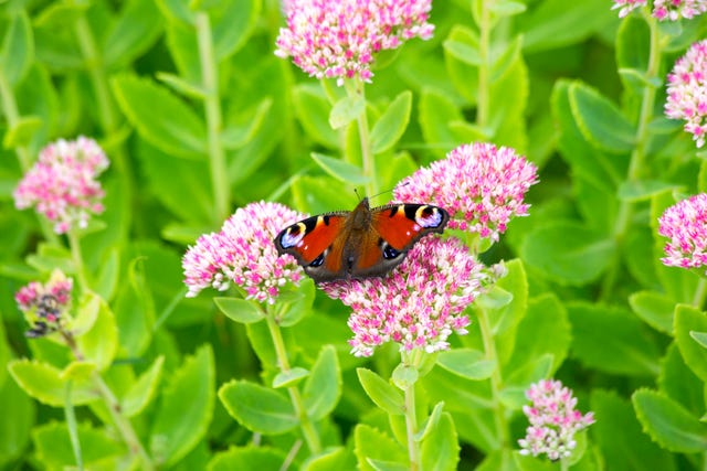 29 Flowers That Attract Butterflies Garden Plants That Attract Pollinators